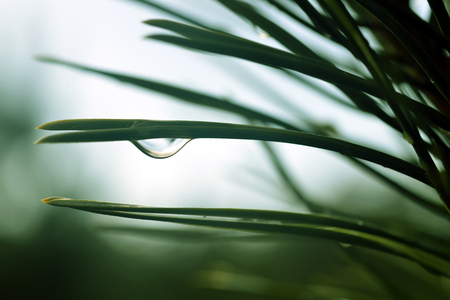 Drops of rain on the needles of the pine branch close up. Spring nature background.の写真素材