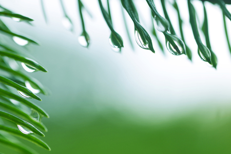 Drops of rain on the needles of the spruce branch close up. Spring nature background with copy space.の写真素材