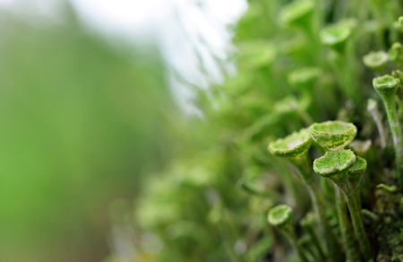 Macro of a lichen (Cladonia Fimbriata) growing in the forest.の写真素材