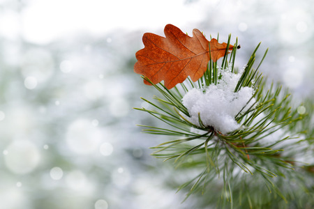 Oak leaf on the pine branch close up. Winter nature background.