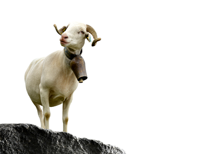 Sheep standing on rock isolated on white background.の写真素材