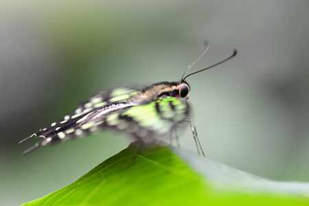 Tropical Butterfly Tailed Green Jay (Graphium agamemnon) on a leaf. Swallowtail living in Southeast Asia and Australia.の写真素材