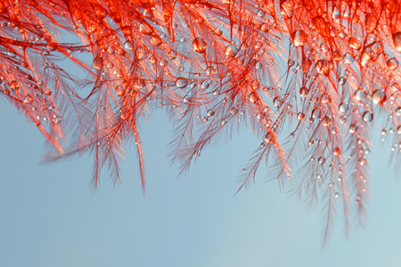 Drops of water on a red feather close up.の写真素材