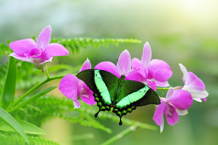 Emerald Swallowtail or Green-Banded Peacock, (Papilio palinurus). Tropical butterfly resting open winged on purple orchid flower.の写真素材