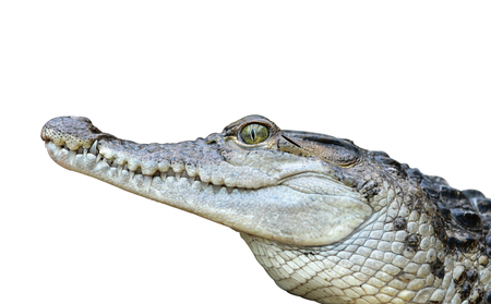 Freshwater crocodile (Crocodylus mindorensis) isolated on white background. Lizard living in Philippines.の写真素材