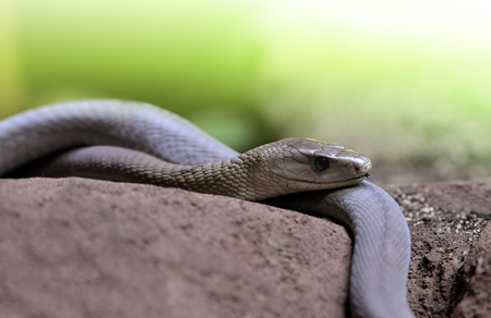 Black Mamba (Dendroaspis polylepis).の写真素材