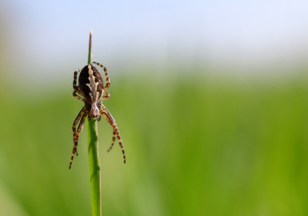 The oak spider (Aculepeira ceropegia) on green grass.の写真素材