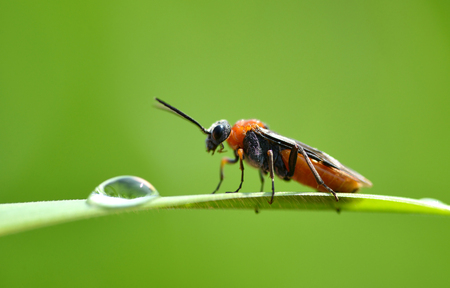 Soldier Beetle (Cantharis rustica) on green grass with dew drop. Macro shot.の写真素材