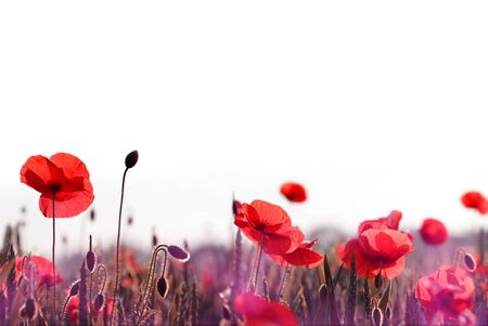 Red poppy flowers in spring field on white background.の写真素材