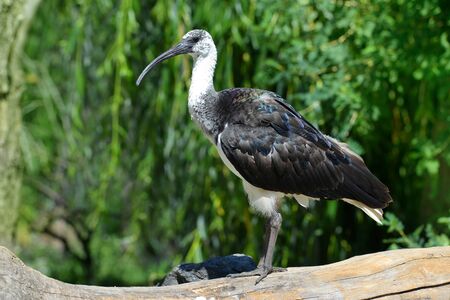 Straw-necked ibis (Threskiornis spinicollis), bird living in Australia.の写真素材