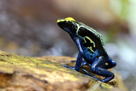Blue dyeing dart frog (Dendrobates tinctorius). Tropical frog living in South America.の写真素材
