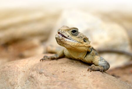 Desert Agama (Trapelus Mutabilis). Small lizard.の写真素材
