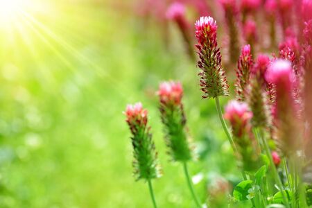 Field of flowering crimson clovers (Trifolium incarnatum) close up. Spring season.の写真素材