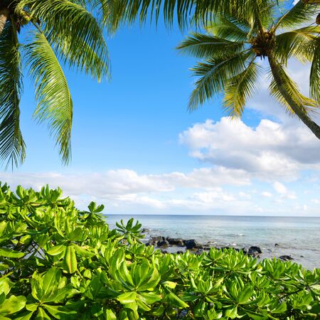 Mangroves and coconut palm trees on west coastline of Mauritius island. Indian ocean.の写真素材