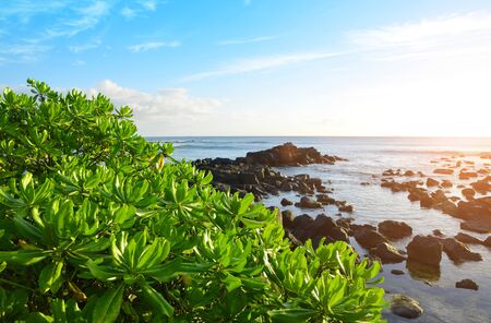 Mangroves on the west coast of Mauritius island at sunset. Indian ocean.の写真素材