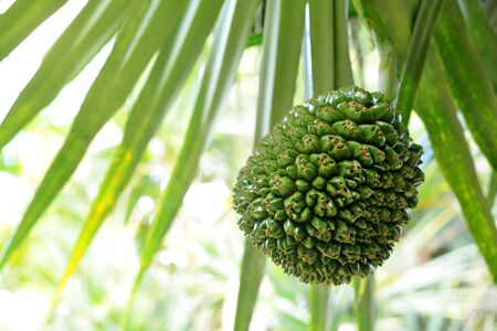 Common screwpine (Pandanus utilis) closeup. Exotic tasty fruit from Madagascar tropical island.の写真素材