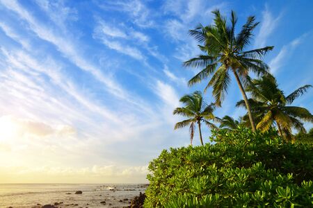 Coconut tree at Mauritius island at sunset. Indian ocean.の写真素材