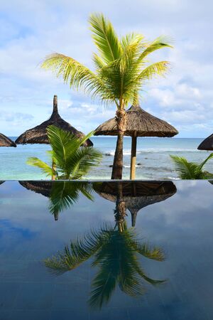 Coconut palm tree reflecting on water surface in swimming pool.の写真素材
