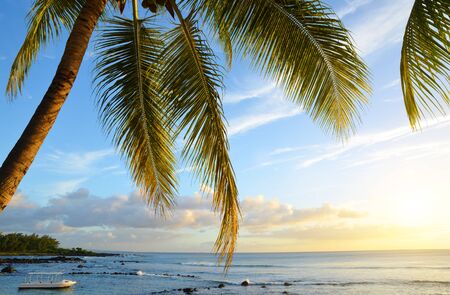 Coconut tree at Mauritius island at sunset. Indian ocean.の写真素材