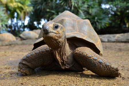Seychelles Giant Tortoises, (Aldabrachelys gigantea) in park.の写真素材