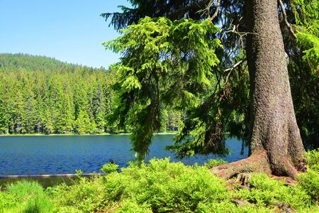 Moraine lake Grosser Arbersee in National park Bavarian forest. Germany.の写真素材