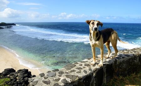 Dog standing on the beach Gris Gris on the island of Mauritius. Indian ocean.の写真素材