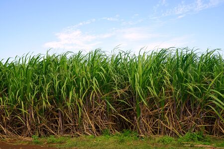 Sugar cane field with blue sky.の写真素材