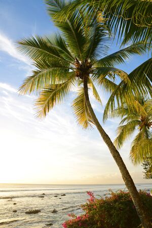 Coconut tree at Mauritius island at sunset. Indian ocean.の写真素材