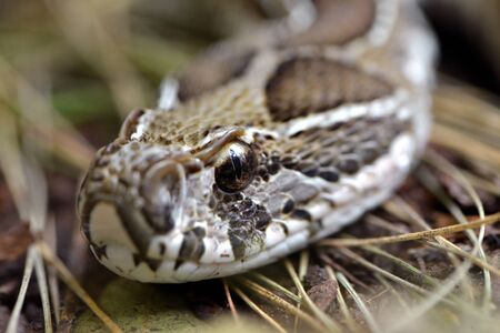 Russell's Viper (Daboia russelii) closeup, Venomous snake living in South Asia.の写真素材
