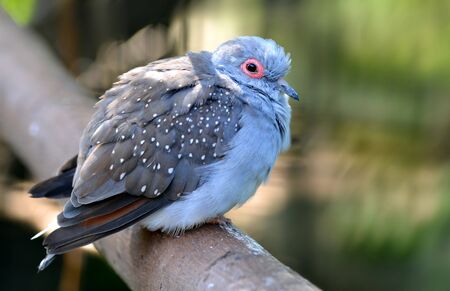Diamond dove - Geopelia cuneata. Bird sitting on tree branch. Small gray pigeon living in Australia.の写真素材
