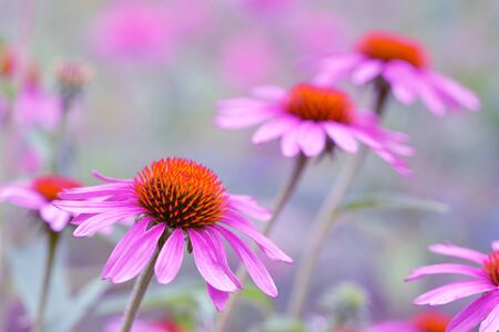 Blooming purple coneflower - Echinacea purpurea. Flowers with blurred background. Asteraceae family.の写真素材