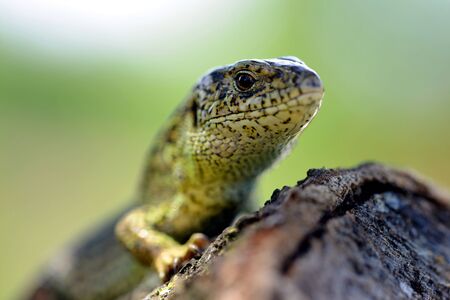 Sand Lizard (Lacerta agilis)の写真素材