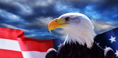 North American Bald Eagle (Haliaeetus leucocephalus) and USA flag United States of America patriotic symbols.の写真素材