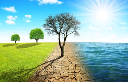 Dead tree in dry country with cracked soil and meadow with sea. Concept of climate change or global warming.の写真素材