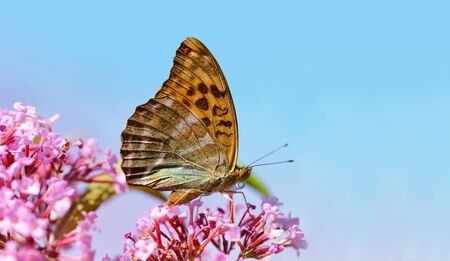 Dark Green Fritillary Butterfly (Argynnis aglaja) sitting on a flower.の写真素材