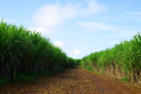 Dirt road in sugar cane field on Mauritius island.の写真素材