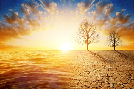 Dead trees in dry country with cracked soil and sea in the sunset. Concept of climate change or global warming.の写真素材