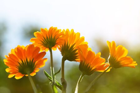 Pot Marigold (Calendula officinalis). Orange flowering medicinal plant of the Asteraceae family.の写真素材