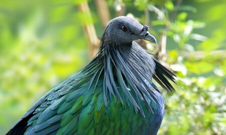 Nicobar pigeon (Caloenas nicobarica). Wildlife animal. Tropical bird living on Andaman and Nicobar...