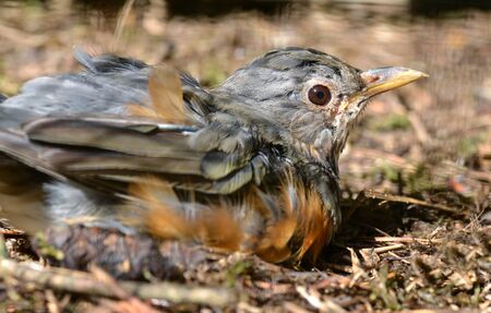 Gray-backed Thrush (Turdus hortulorum) is a species of bird living in northeastern China and Russia...