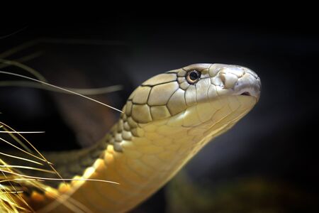 The King Cobra (Ophiophagus hannah), a longest venomous snake native to Southeast Asia.の写真素材