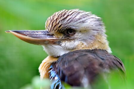 Australian Kookaburra - Dacelo novaeguineae. Largest Kingfisher bird.の写真素材