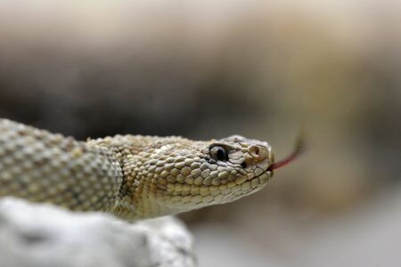 South American Rattlesnake (Crotalus durissus unicolor). Dangerous Poison snake from Aruba island.