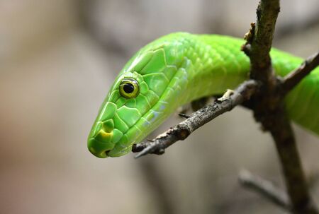 The Western Green Mamba (Dendroaspis viridis), extremely venomous snake native to Africa.の写真素材