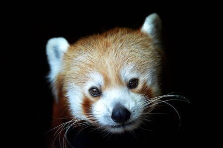 Red panda (Ailurus fulgens) isolated on black background. Endangered animal living in the eastern...