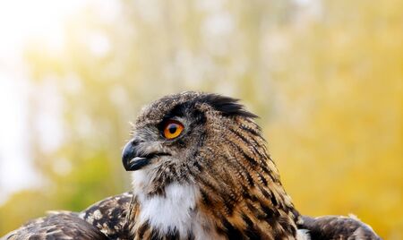 European Eagle Owl (Bubo Bubo), wildlife photo.の写真素材