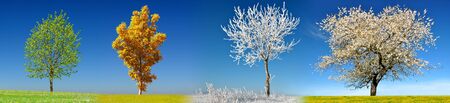 Tree in four season on meadow with clear blue sky at the background.の写真素材