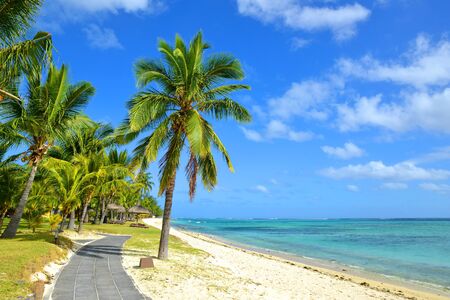 Coconut palm trees on tropical sandy beach of Mauritius island. Indian ocean.の写真素材