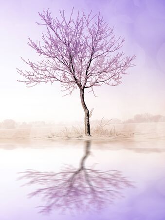 Beautiful winter landscape.の写真素材