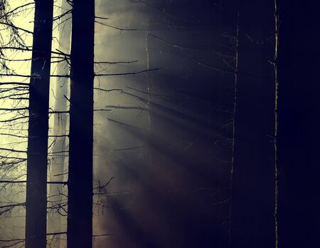 Sunrise between the trees trunks. Morning scene with sunbeams.の写真素材